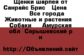 Щенки шарпея от Санрайс Брис › Цена ­ 30 000 - Все города Животные и растения » Собаки   . Амурская обл.,Серышевский р-н